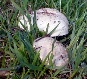 field mushroom