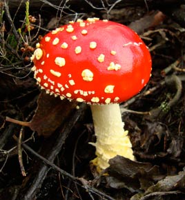 fly agaric