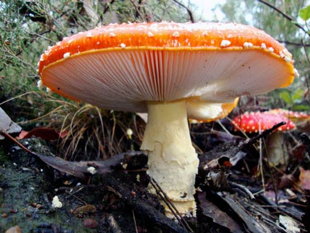 fly agaric