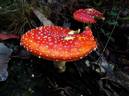 fly agaric