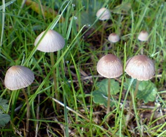 mycena filopes