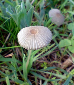 pleated ink cap
