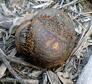 puffball